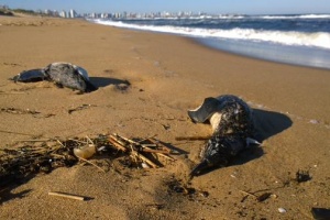 Decenas de pinguinos muertos en costas de Rocha y Punta del Este