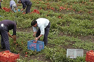 Uno de cada cuatro apicultores, horticultores y caprino cultores viven de su actividad