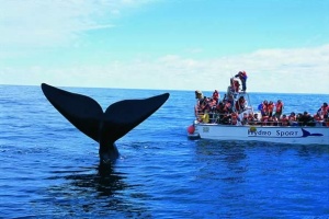 Lanzan temporada de ballenas