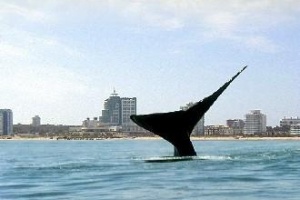 MINTUR consolida avistaje de ballenas francas como nuevo producto turístico
