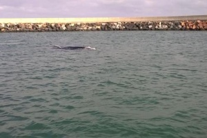 El privilegio de ver las ballenas en Piriápolis
