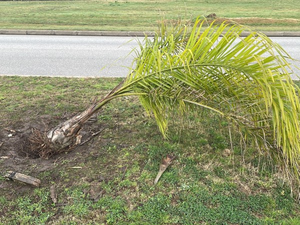 Un sujeto intentó robar palmeras del espacio público y la policía lo detuvo infraganti