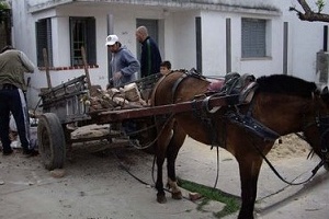 Buscan sacar de circulación los carros tirados por caballos en Maldonado