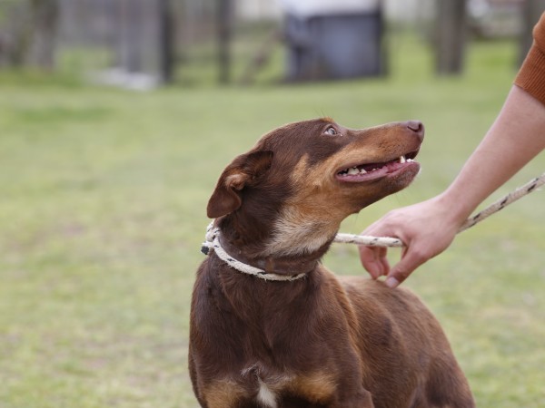 Remate solidario onl...