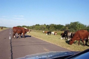 Vuelco de camión con ganado en la interbalnearia provocó complicaciones en la circulación
