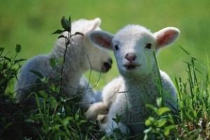 Este viernes será el lanzamiento de la Zafra Ovina 2015