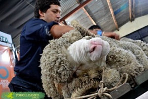 El productor ovino no está preparado para el cambio climático 