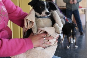 IMM apunta a tenencia responsable de mascotas