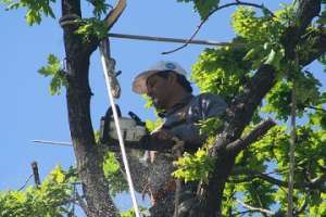 Licitan tala, poda y corte de árboles en espacios públicos