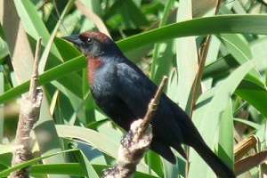 Atrapan cazador furtivo en Paso Bentos