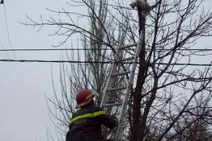 Le roban el casco a un bombero mientras rescataba a un gato en Maldonado