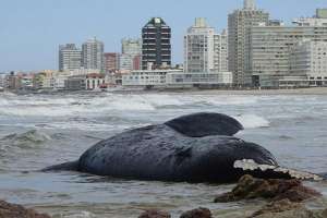 Coordinan el retiro de la playa de la ballena muerta en Punta del Este