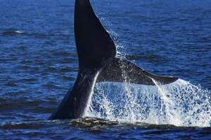 Segundo Aniversario del Santuario Ballenas y Delfines
