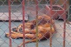 En un mes será trasladado a Estados Unidos el León del zoológico de San Carlos