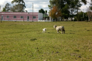 Llamado para familias interesadas en vivienda en Los Talas