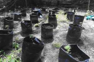 Discusión vecinal terminó en descubrimiento de 120 plantas de marihuana