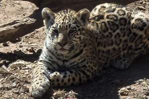 Alerta ante un felino que podría estar suelto en la zona de Sauce de Portezuelo