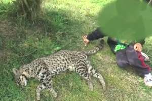 Un animal fue embestido por un automóvil pero no se sabe si es el felino buscado en Sauce de Portezuelo