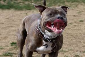 Una mujer está gravemente herida tras ataque de un perro