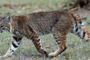 Aclaran que felinos nativos no atacan seres humanos y recuerdan normativa que prohíbe su caza