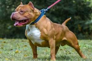 La justicia actuará esta tarde en el caso de la mujer atacada por perro, que fue dada de alta pero continúa con riesgo de perder la pierna 