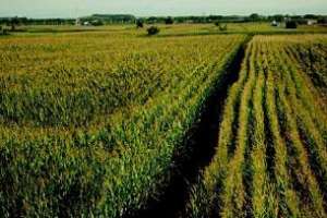 CURE será sede de foro-debate sobre cultivos transgénicos 