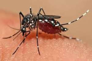 San Carlos: Realizan relevamiento para detectar larvas de Aedes Aegypti