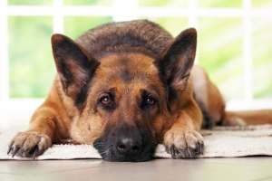 Crean comisión de Bienestar Animal
