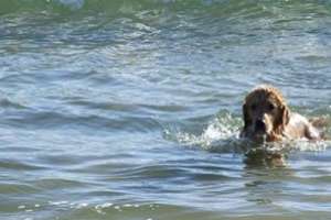 Intendencia estableció las playas habilitadas para mascotas
