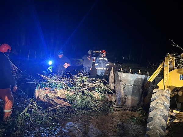 Cayeron numerosos árboles debido al fuerte viento en la zona