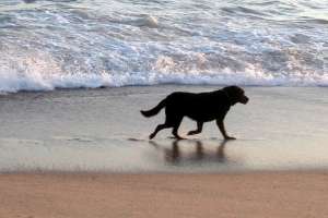 Inspectores municipales empiezan a controlar el jueves que no haya perros en las playas de Maldonado