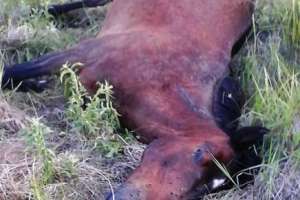 Tres caballos fueron atacados por abejas y murieron, en balneario Solís