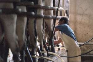 Alertan que quedarán solo cuatro productores lecheros en Maldonado si no se adoptan medidas