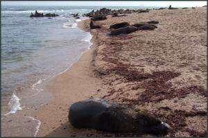 Bióloga brinda charla que vincula la historia y la biología de la Isla de Lobos