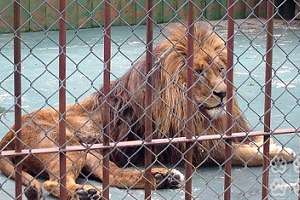 Comisión de Bienestar Animal de Maldonado busca agilizar traslado del león del Parque Medina