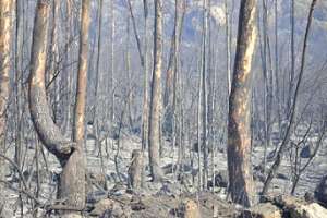 Cerro del Toro: incendio dominado y evacuados regresando a sus hogares