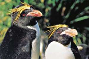 Están apareciendo penachos amarillos en la costa de Maldonado y Rocha