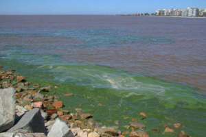 Realizan monitoreos en playas de Maldonado ante aparición de cianobacterias en otros departamentos