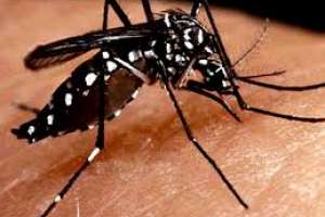 Continuan análisis sobre el mosquito y las larvas encontradas en el barrio Sarubbi de Aedes aegypti