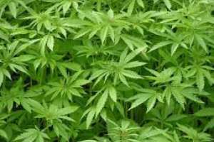 Detuvieron a dos norteamericanos dueños de vastos plantíos de marihuana
