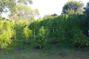 Procesaron a los dos norteamericanos dueños de los plantíos de marihuana