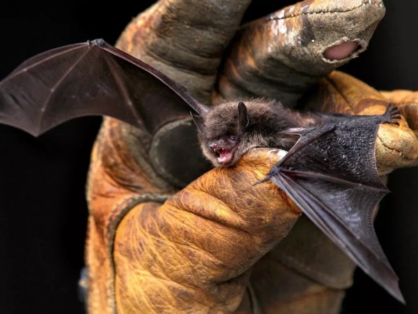 Detectaron un murcié...