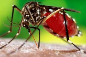 Expertos informan sobre virus Dengue, Zika y Chinkungunya y evacúan dudas