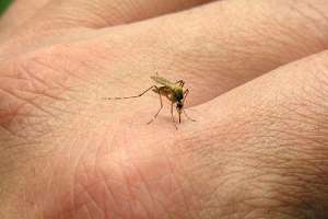 En Maldonado se estudian 29 posibles casos de dengue, pero aún no hay ninguno confirmado