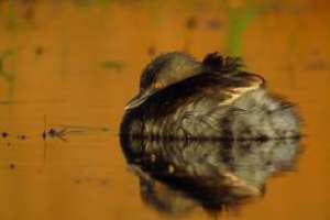 Reconocen a fotógrafo puntaesteño ganador de dos premios del Birding Challenge