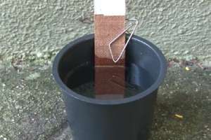 Se detectaron “escasos huevos” de Aedes aegypti en el Peaje Solís y se adoptaron medidas preventivas