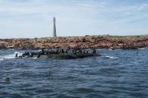 Dos argentinos que residen en Punta del Este fueron y vinieron nadando a Isla de Lobos