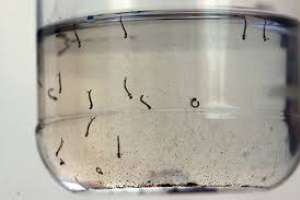 Municipio de Piriápolis en sesión permanente ante alerta por larvas de Aedes aegypti