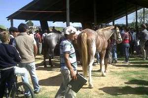 Centro de rehabilitación ecuestre procura un galpón techado para las actividades equinas