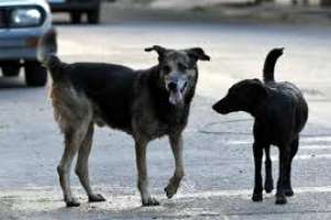 Vecinos de Maldonado pidieron al intendente el regreso de la perrera